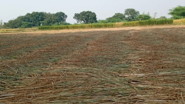 ये क्या! प्रशासन के नोटिस के बावजूद कट रही फसल