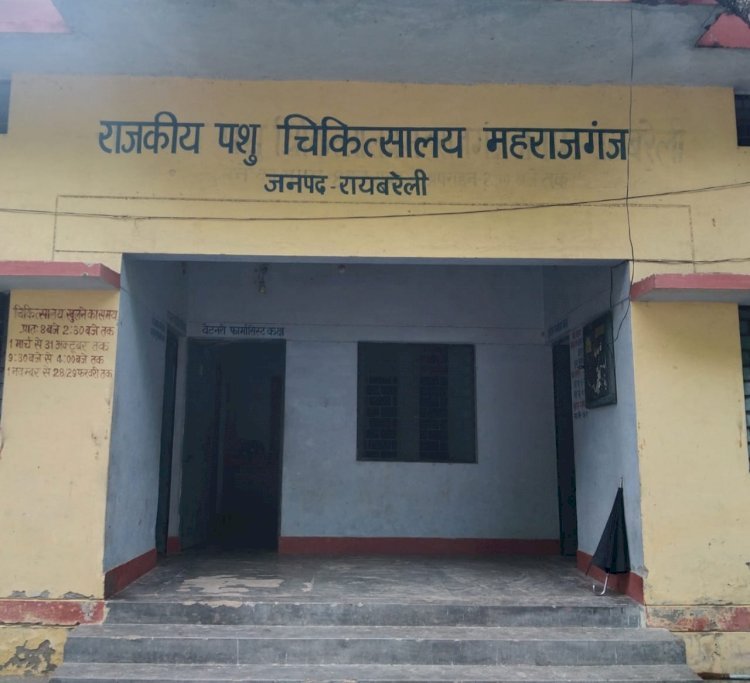 रायबरेली--मवेशियों के टीकाकरण पर लग गया ग्रहण