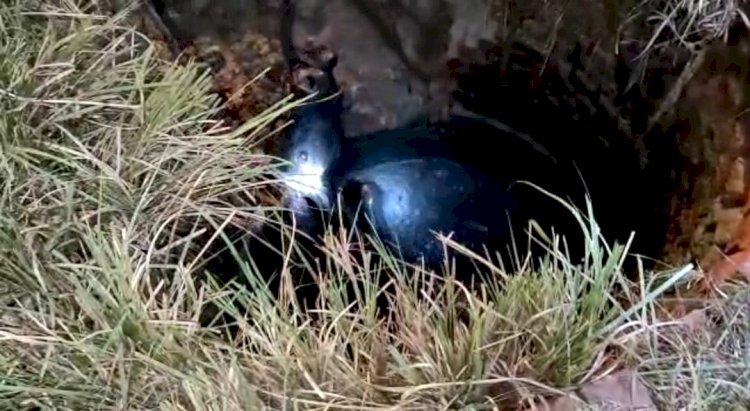 Raibareli-जेसीबी मशीन से कुएं को खोदकर सुरक्षित निकाली गई गाय