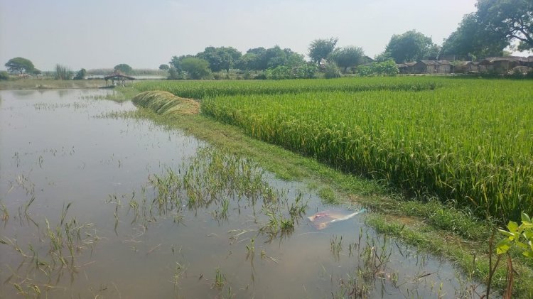 Raibareli-गंगा के जल स्तर में वृद्धि से कटरी क्षेत्र के किसानों की उड़ी नींद*