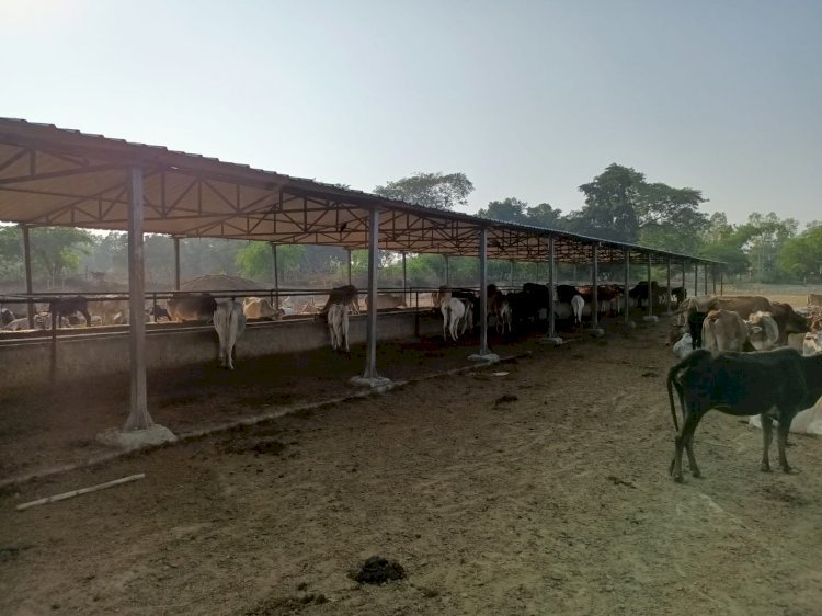 Raibareli-भवानीपुर गौशाला में ठंड से सिकुड़ रहे जानवर बचाव की कोई व्यवस्था नहीं।