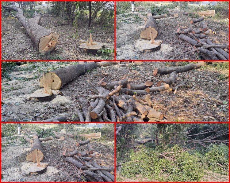 Raibareli-वन माफिया सक्रिय ! बेखौफ होकर चला रहे हरियाली पर आरा