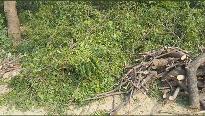 Raibareli-वन माफिया पहले खरीदते हैं खाकी का ईमान,फिर बेखौफ होकर चलाते हैं हरे पेड़ों पर आरा*