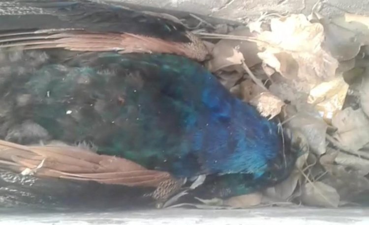 रायबरेली-राष्ट्रीय पक्षी की मौत,,,,