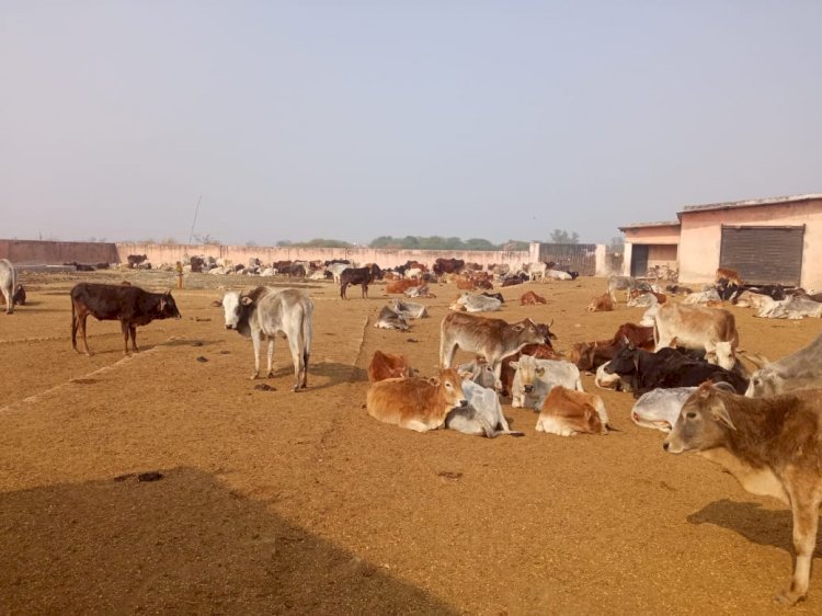रायबरेली-ना चारा है ना भूसा गौशाला में तड़प रही है गौ माता,,,,,
