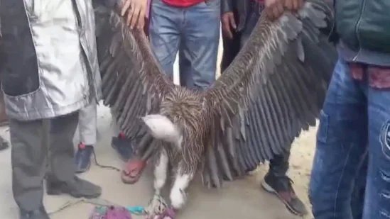 कानपुर में मिला हिमालय पर पाया जाने वाला सफ़ेद गिद्ध, चिड़ियाघर में बड़ी संख्या में देखने पहुंचे लोग !