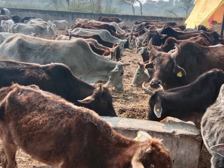 Raibareli-देखने लायक है सुदामापुर गौशाला की व्यवस्थाएं*