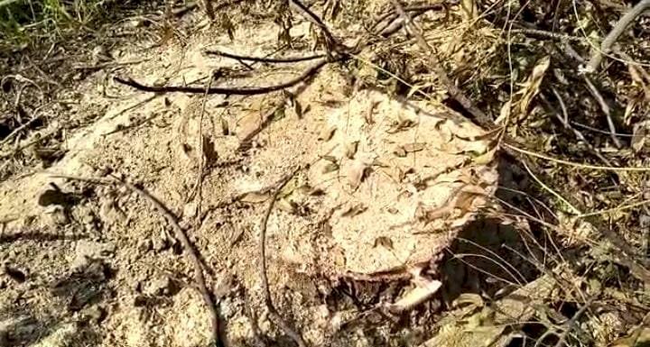 Raibareli-गेगासो चौकी क्षेत्र के अंतर्गत धड़ल्ले से हो रही अवैध हरे पेड़ों की कटान*