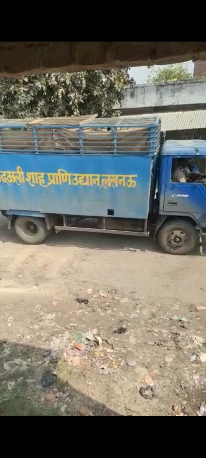 Raibareli-चर्चित सारस पक्षी को लखनऊ चिड़ियाघर में मिला नया आशियाना।