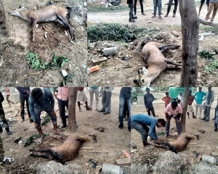 Raibareli-प्यासे हिरण को कुत्तों ने बनाया निवाला , हुई मौत