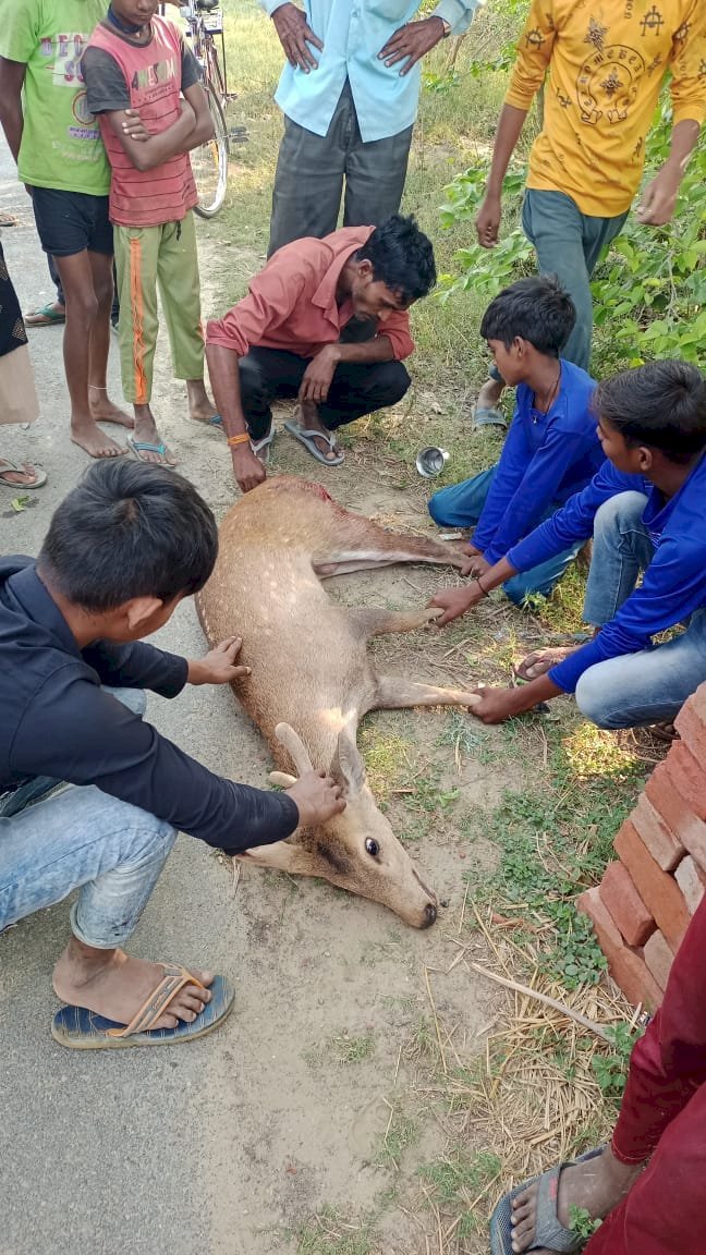 Raibareli-ग्रामीणों ने कुत्तों से बचाई बारहसिंघा की जान