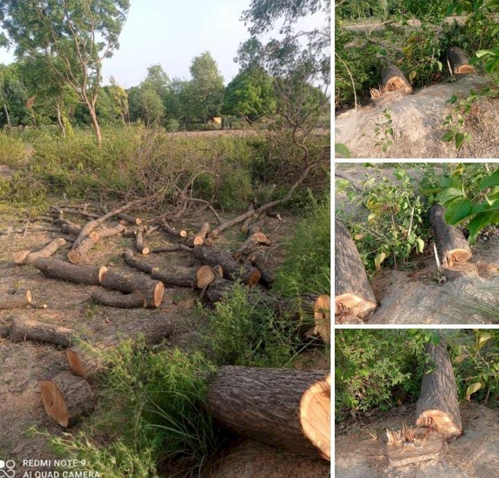 रायबरेली-रात में काट डाले नीम के 11 हरे पेड़ , पुलिस ने आठ पेड़  बरामद कर एक को  दबोचा,,,