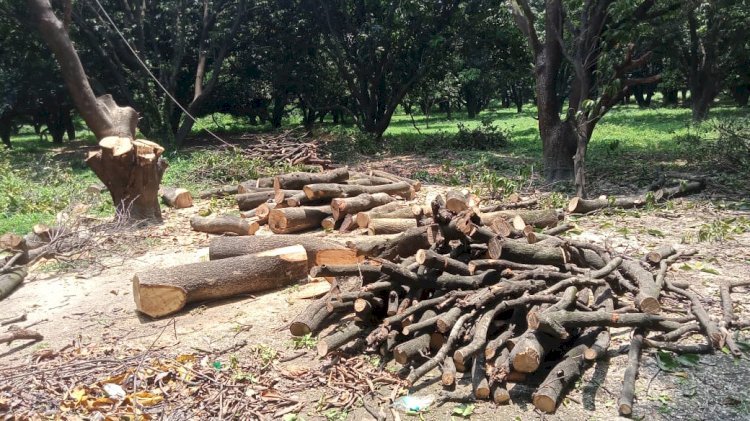 Raibareli-हरे पेड़ों की हो रही  कटान की कठपुतली बनी थाना गदागंज पुलिस ।