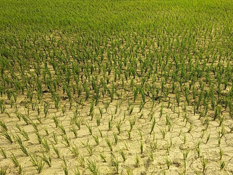 Raibareli-मानसून आने पर भी नहीं हो रही बारिश,सूख रहीं धान की फसलें*