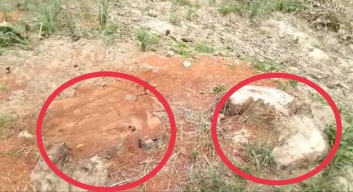 Raibareli-जिम्मेदारों के आर्शिवाद से लालगंज हल्का नंबर तीन में हो रही हरे प्रतिबंधित पेड़ों की अवैध कटान*