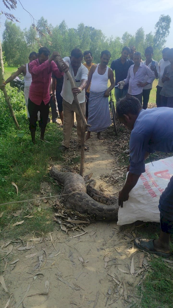 रायबरेली-गांव में लगभग 10 फीट लंबा अजगर मिलने से मचा हड़कंप 