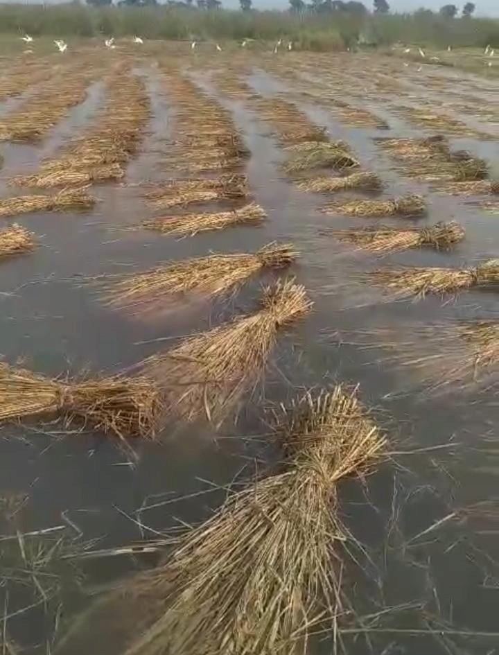 रायबरेली-सिंचाई विभाग की लापरवाही के कारण किसानों को झेलना पर रहा है दंश,,,,,,?