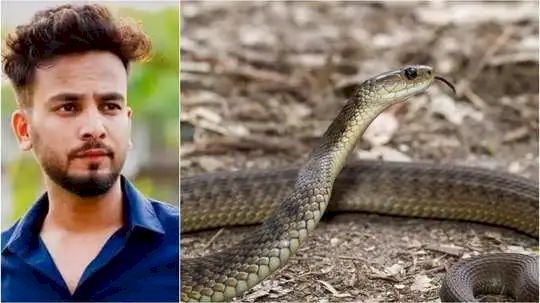 कितनी महंगी होती है स्नेक बाइट? कब तक उतरता है इसका नशा, रेव पार्टी में कैसे शुरू हुआ यह कल्चर; जानें सबकुछ