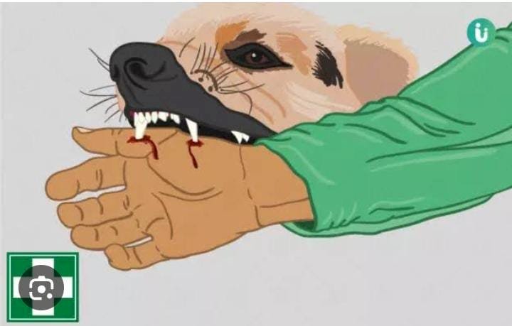 रायबरेली-एनटीपीसी के आवासीय परिसर में कुत्ते बना रहे लोगों को शिकार,,,