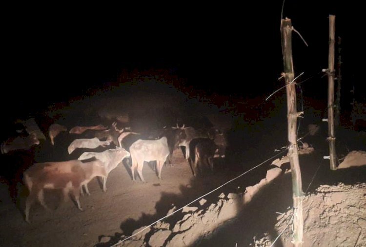रायबरेली-बेसहारा मवेशियों के आतंक से परेशान किसानों ने गांव के पास बाड़ा बनाकर किया कैद,,,