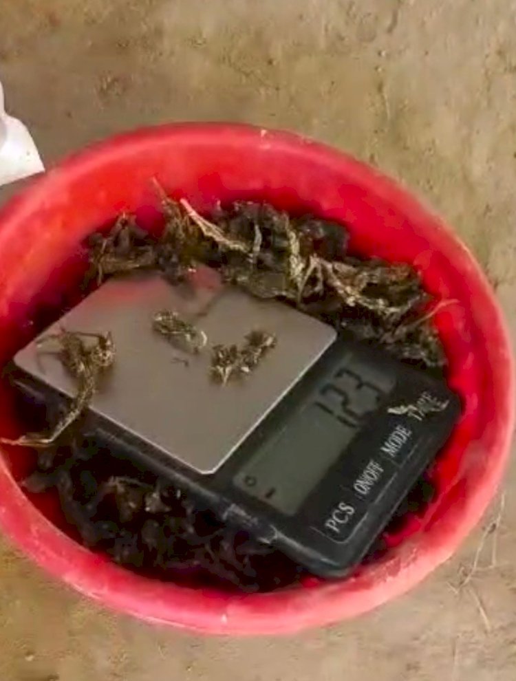 Raibareli-मखदूमपुर चौकी इंचार्ज साहब यहाँ खुलेआम हो रहा गांजे का अवैध काला कारोबार