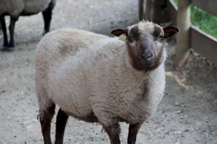 Raibareli-बदमाशो का इकबाल कायम,असलहा लगाकर दिया अंजाम