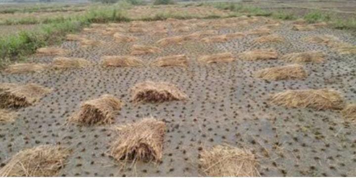 रायबरेली-अंबर से हुई फसल के लिए आफत की बरसात , आम के फलों को क्षति,,,