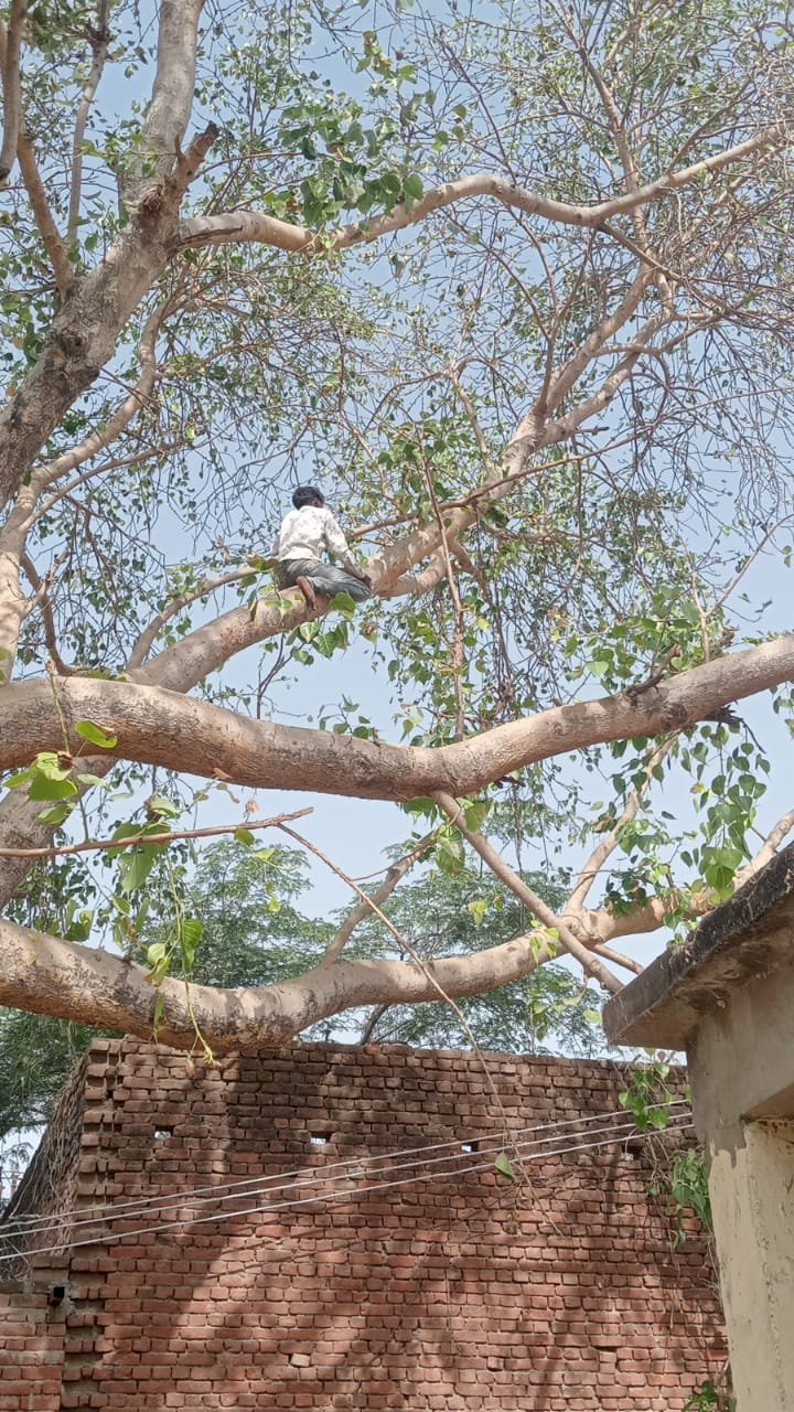 रायबरेली-टूटकर पेड़ पर गिरी 11 केवी की विद्युत लाइन , टला हादसा,,,,, 