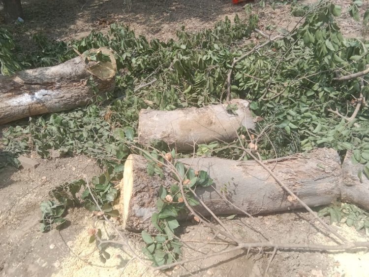 रायबरेली-जबरन काटा पेड़ ,मना करने पर घर में घुसकर महिलाओं के साथ की बदसलूकी