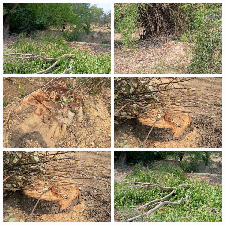 Raibareli-डलमऊ थाना क्षेत्र के अंतर्गत पूरे पाखरौली में ठेकेदारों का दबदबा 