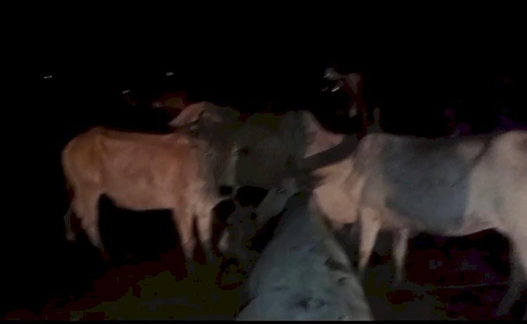 रायबरेली-ग्रामीणों के घेरने पर ट्रक छोड़कर भागे गो तस्कर ,पशु क्रूरता निवारण का केस दर्ज 