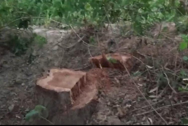 रायबरेली-ठेकेदार नें काट डाले नीम और शीशम के आठ पेड़,वन रक्षक ने दी कोतवाली में तहरीर