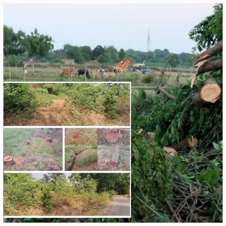 रायबरेली-हरियाली पर चल रहा आरा,जिम्मेदार मौन