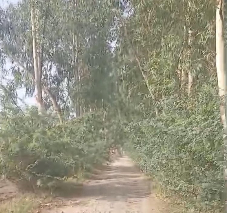 रायबरेली-सार्वजनिक मार्ग पर उग आई झाड़ियां , आवागमन हुआ दुश्वार