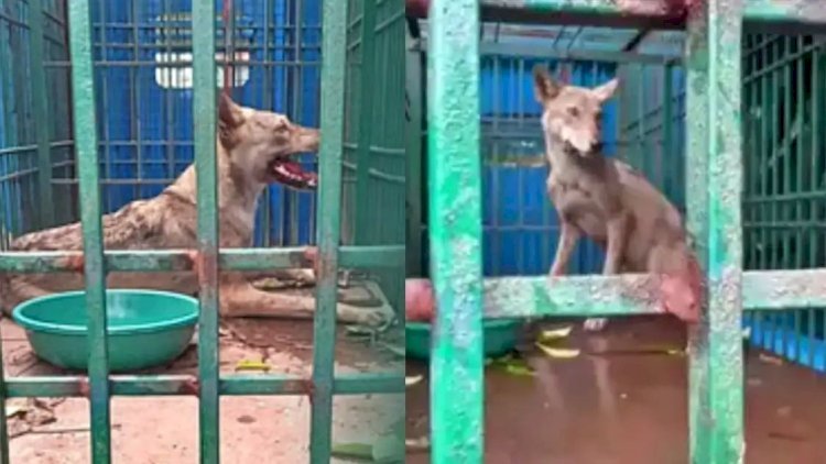 200 से ज्यादा वनकर्मी, तीन तरफ से बिछाया जाल, फंसने के बाद लादकर पिंजड़े तक ले गए...