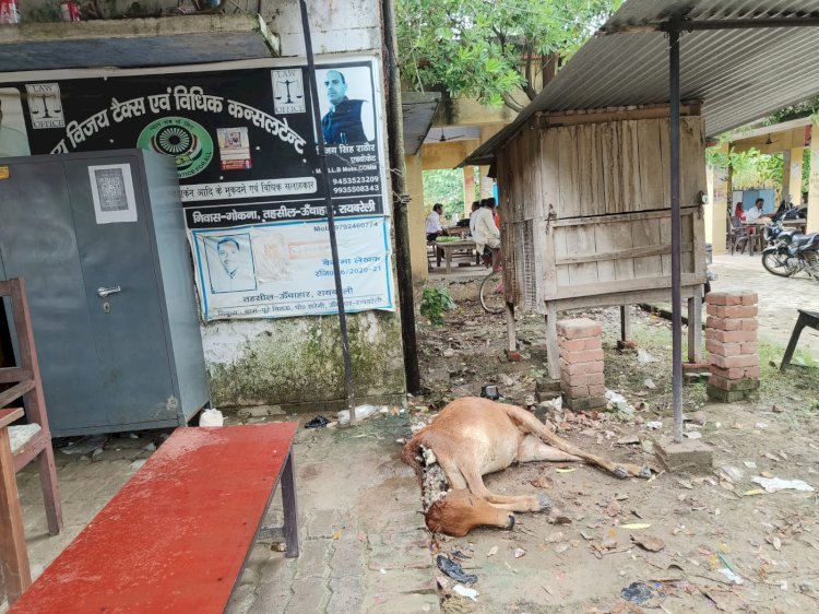 रायबरेली-तहसील में तीन से मृत पड़ा गोवंश , दुर्गंध से लोग परेशान,,,, 