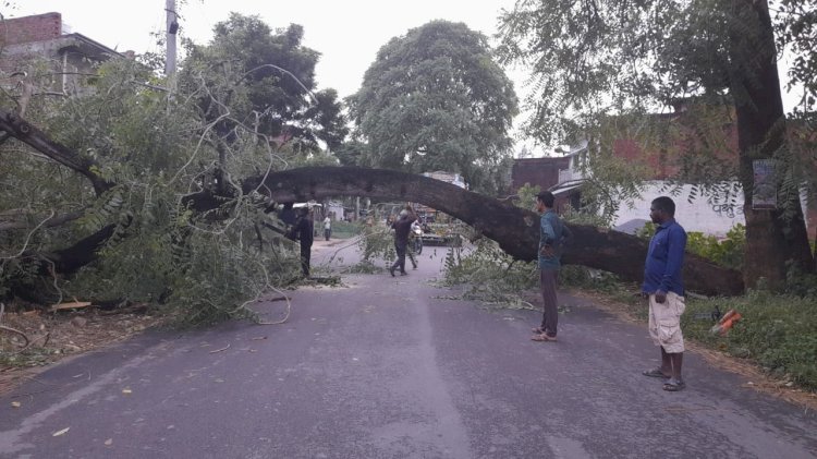 Raibareli-रास्ते में गिरा पेड़ घंटे रोड पर लगा रहा जाम 