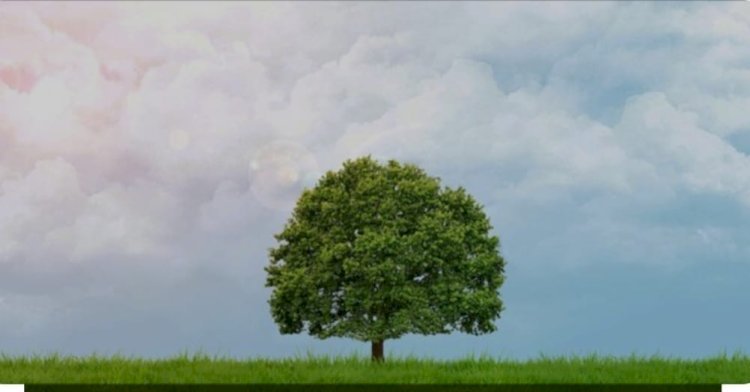 Raibareli-खलिहान की सुरक्षित जमीन से दबंग काट रहे पेड़