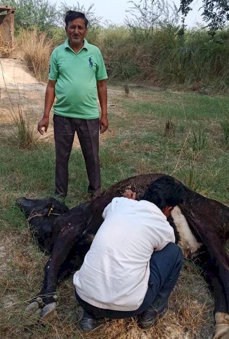 रायबरेली-गाय को लाठी से इतना पीटा की पेट फाड़कर निकल आया बच्चा