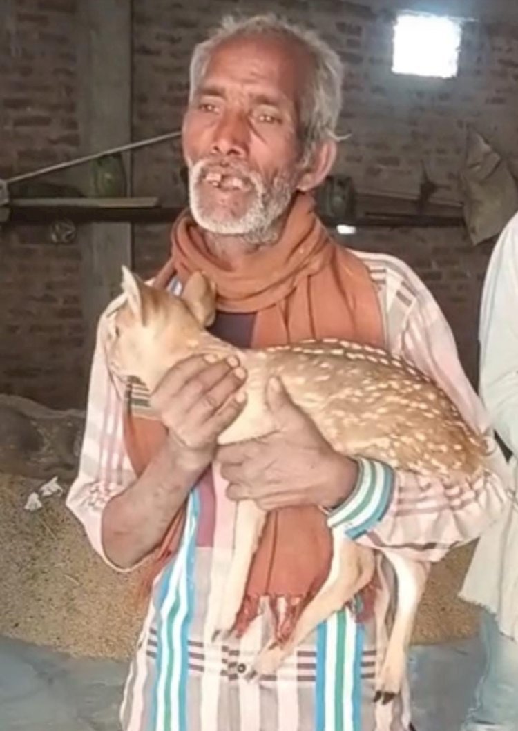 रायबरेली-हिरण के बच्चे को आवारा कुत्तों के नोचने पर स्थानीय लोगों नें बचाकर किया वन रक्षक के हवाले