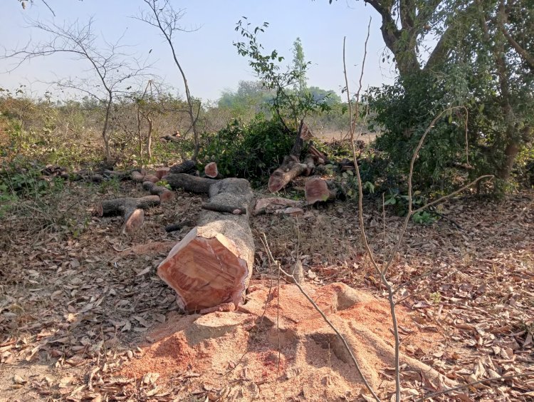 रायबरेली-रात में हरियाली पर चला आरा , वन विभाग ने ठेकेदार पर की कार्रवाई