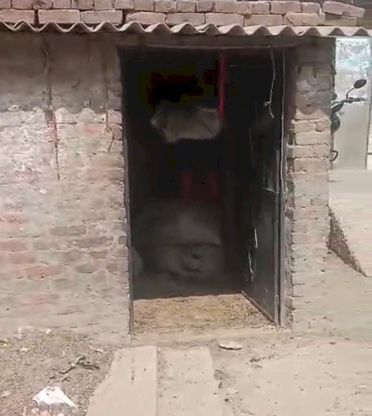 रायबरेली-अज्ञात चोरों ने कच्चे कमरे का दरवाजा तोड़कर चार मवेशी किया पार