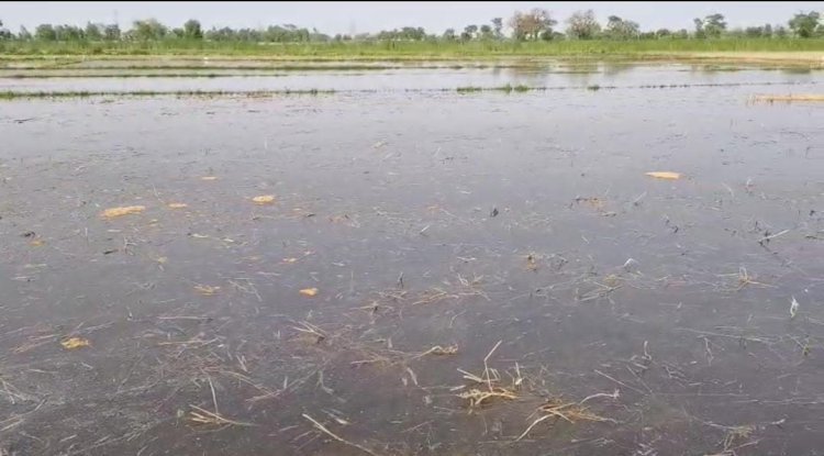 रायबरेली-एनटीपीसी गंग नहर की पटरी कटी , सौ बीघे खेतों में पानी ही पानी,,, 