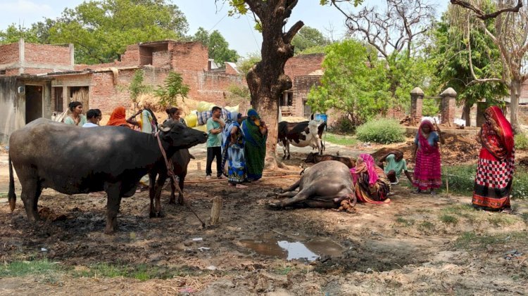 रायबरेली-लापरवाही:भैंस पर टूटकर गिरा विद्युत तार, मवेशी की हुई मौत,,, 
