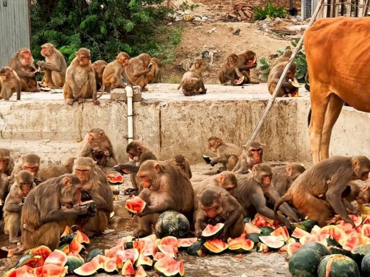 राष्ट्रीय सैनिक छात्र सेवा परिषद ने भीषण गर्मी में गौवंश व बंदरो की भूख व प्यास बुझाने में लगा*