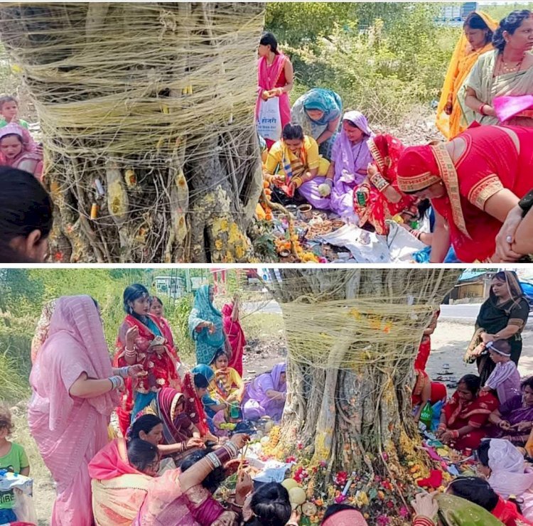 रायबरेली-वट वृक्ष की पूजा कर सुहागिनों ने मांगा अचल सुहाग का वरदान,,,,, 