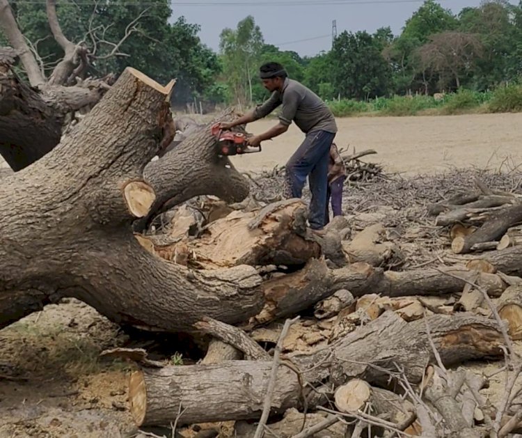 रायबरेली- ऊंचाहार पुलिस की मिलीभगत से दिन दहाड़े चला अवैध कटान, वन विभाग करेगा कार्यवाई,, 