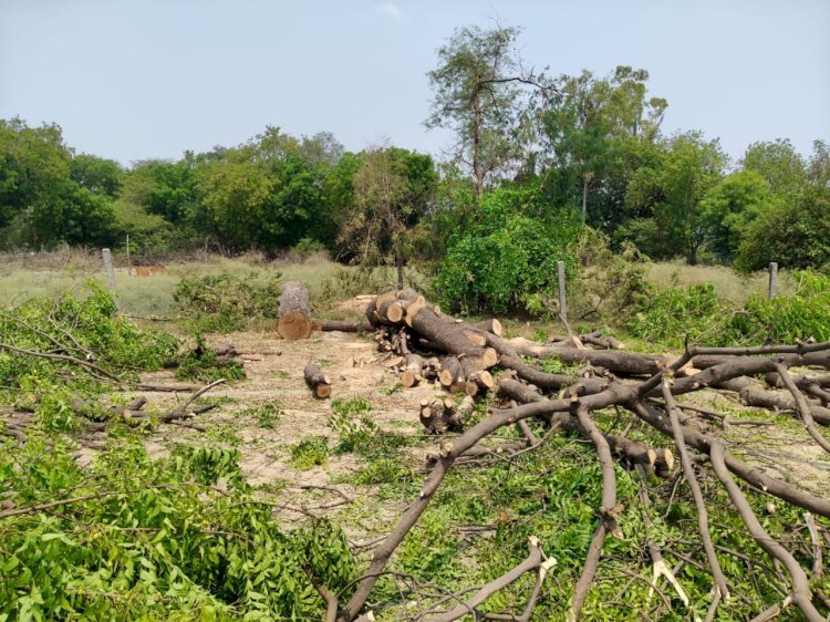 रायबरेली-ऊंचाहार में आखिर किसके अनुमति से काटे जा रहे  प्रतिबंधित नीम का पेड़,,,,,?