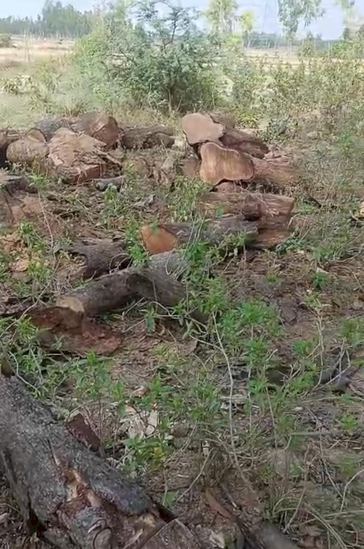 रायबरेली-सिपाही की किरकिरी के बाद आखिरकार अवैध काटान का मुकदमा दर्ज