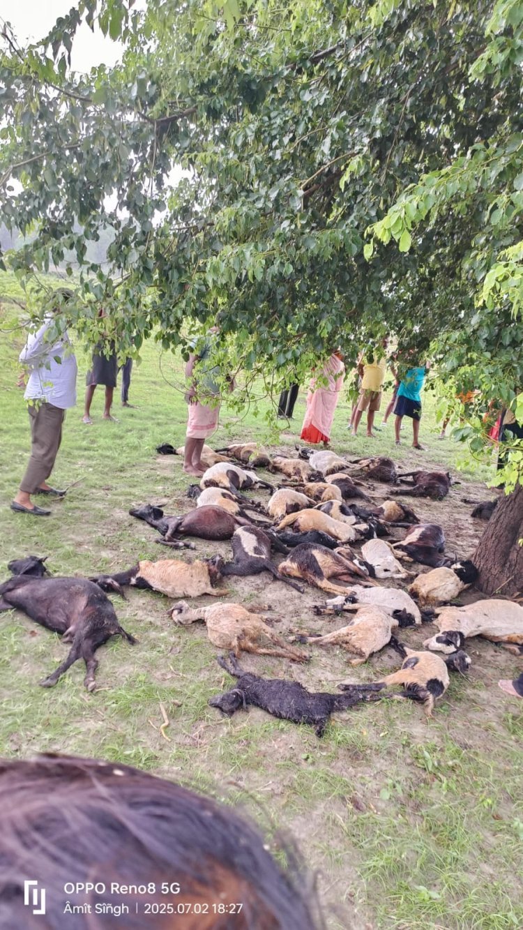 रायबरेली-आकाशीय बिजली गिरने से जानवर चराने गई एक वृद्धा महिला समेत 40 बकरियों की हुई मौत,,,,,